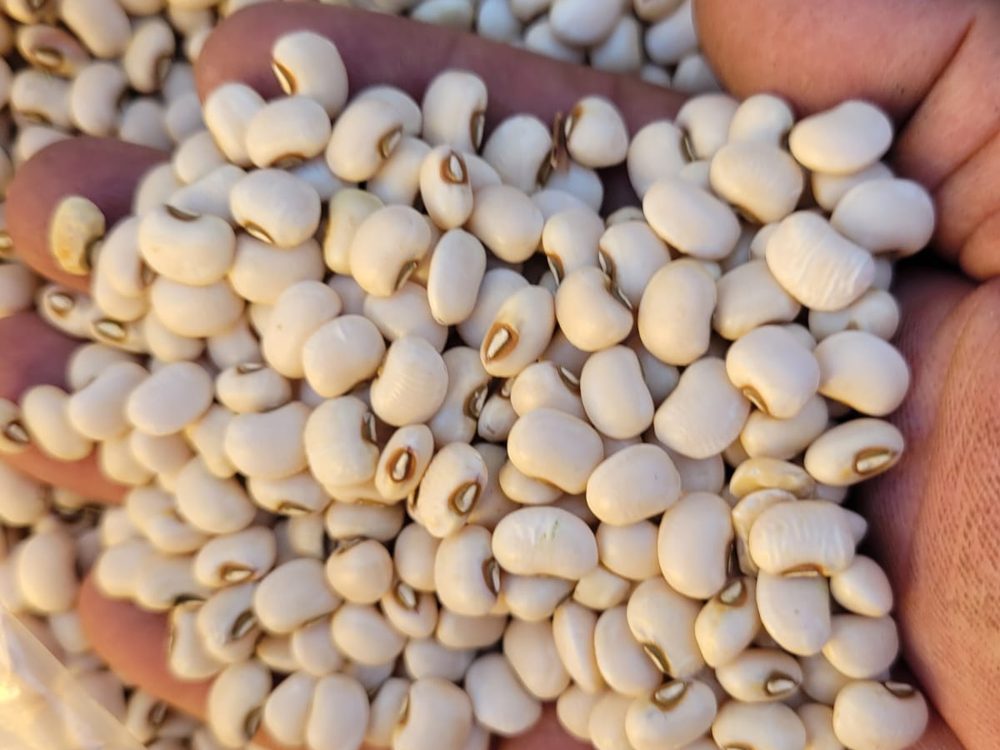 Caupi — Topper Commodities
