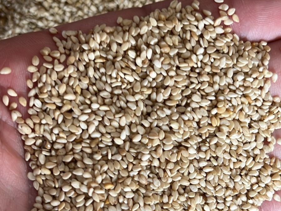 Gergelim — Topper Commodities