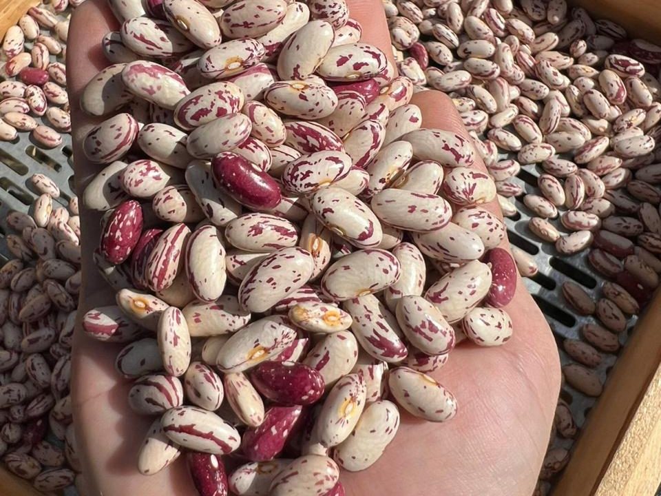 LSKB — Topper Commodities
